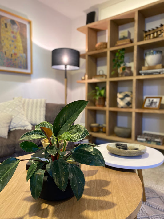 Proyecto Suramericana